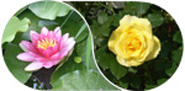 埜瀬学習塾の庭の花の写真